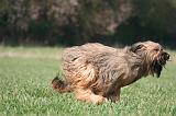 BRIARD 143